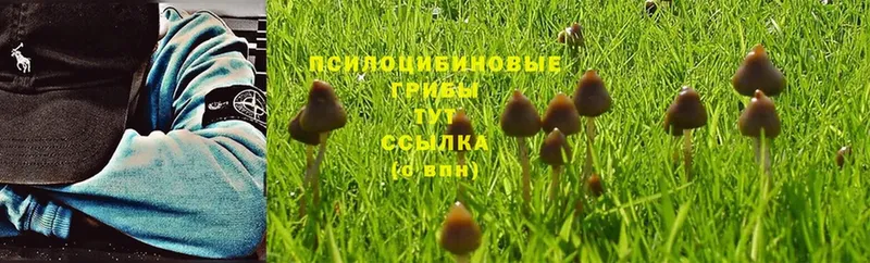 Псилоцибиновые грибы Psilocybe  мега ТОР  Комсомольск-на-Амуре 